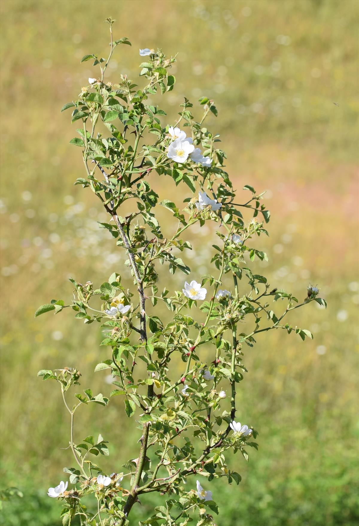 Rosa micrantha (door Jan Klinckenberg)